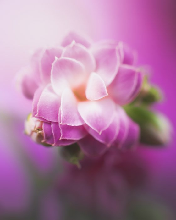 A macro photo of a purple flower