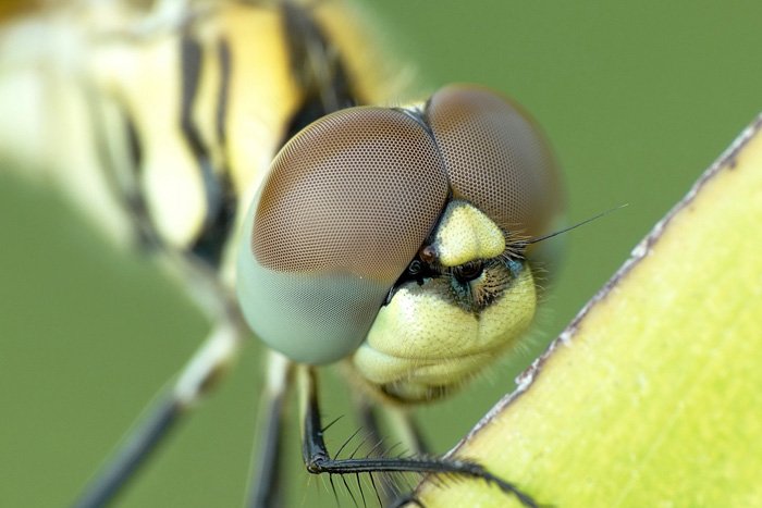 close up of a dragonfly face
