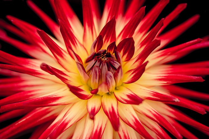 A close up of a red and orange flower