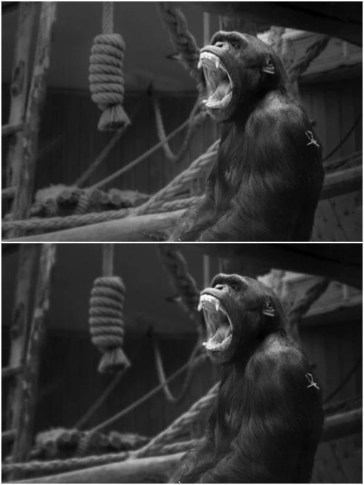 Comparison photos of a chimp in an enclosure