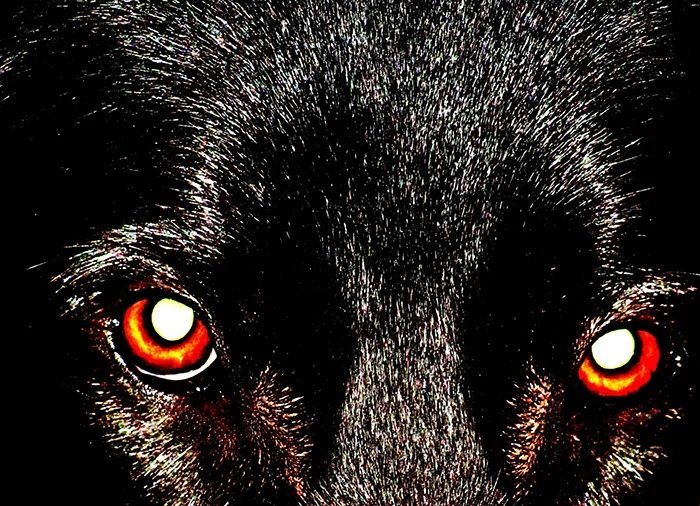 Photo of a dog's red eyes