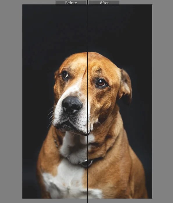 Portrait of a sitting dog comparison before and after