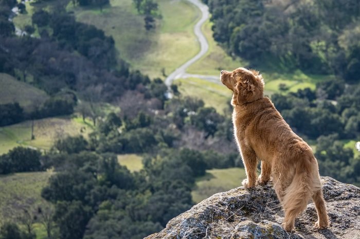 Dog standing on a cliff edge