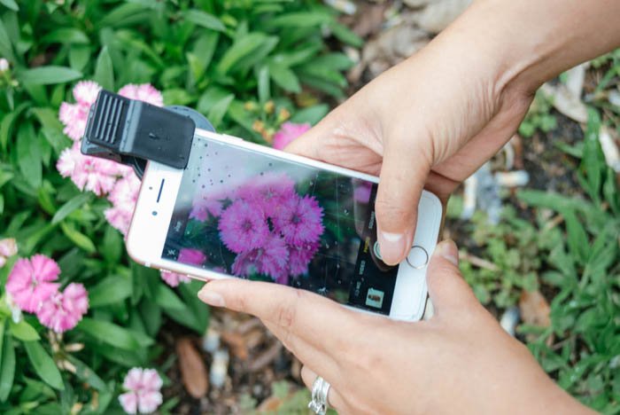 A person taking a macro photo of a flower with their iphone