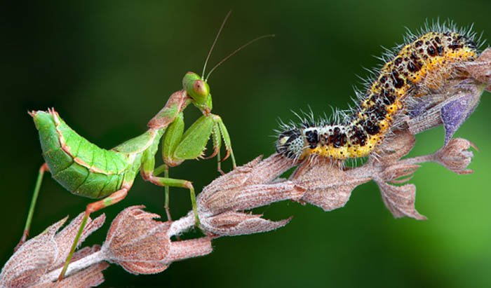 A praying mantis and a slug on branches