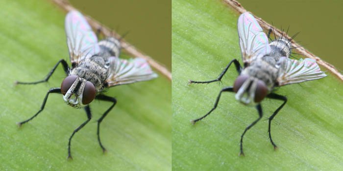Using a fly to show an example of image stacking in post-processing