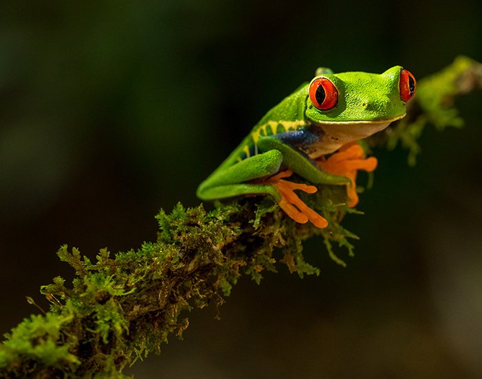 A macro image of a green frog on a leaf 